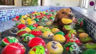 Splash Time with Leo | Golden Retriever&rsquo;s Swimming Pool Vibes