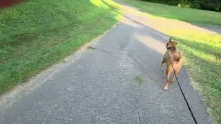 scooby running at monroeville park
