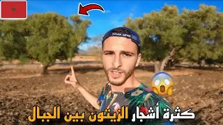 242 |😱انصدمت بكثرة أشجار الزيتون بين الجبال🤩 في الطريق إلى مدينة وزان❤️🇲🇦