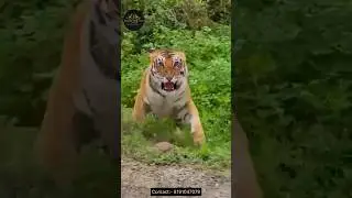 Tiger  spotting in Sitabani jungle 🐅 || Aggressive tiger || Jim Corbett National park