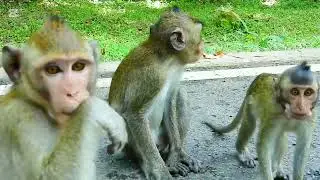 Monkey Teams hunter One the ways Waiting for someone throwing some Food#otter #animals #jesus #