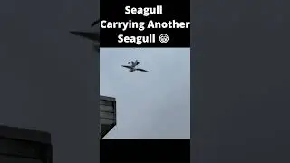 Seagull  Carrying Another Seagull 😂