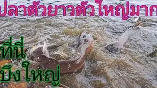 ปลาตัวใหญ่มากๆขึ้นมาเป็นฝูงกักเก็บน้ำหน้าแล้งที่บึงใหญ่