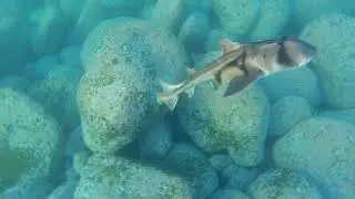 PJ shark mating