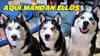 AQUÍ MANDAN ELLOS: Mi intento fallido de seguir un guion con 3 Huskys