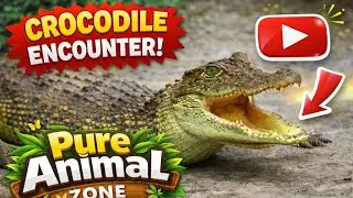 Saltwater Crocodile|| Farming and  wildlife tourism|| Australia and South  East Asia Manzar bhai