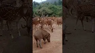 food shearing...#wildlife #wild bore #deer #birds #trending #ytshorts