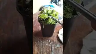 Tanaman makan daging semut #venusflytrap #vft #tanamankarnivora #trending #viral