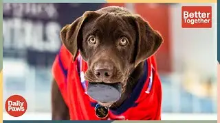 How The NHL's Washington Capitals Help Train Young Service Dogs | Better Together | Daily Paws