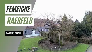 Der &Auml;lteste Baum Deutschlands !? Die  Femeiche in Raesfeld