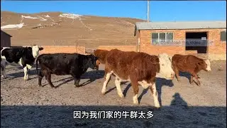 剩牛肉太硬了、今天早上吃早饭，婆婆把它们都切成了小片、方便泡在奶茶碗里泡着吃#河南姑娘在内蒙   抖音