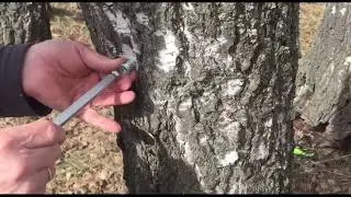 We extract birch sap - birch power: the freshness of the forest in your diet.