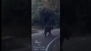 KURNOOL | Tiger in Srisailam Ghat road