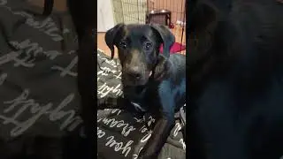 #labrador #суперсобака #лабрадорретривер #funny #собака #юмористическийконтент #шуточное