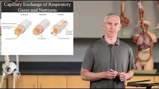 Capillary Exchange of Gases and Nutrients (Ch20 Blood Vessels - Slides63-66)