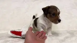 1月2日撮影！犬のブリーダーwichtigウィッチティグ・男の子（ブロークンorラフ予定）！