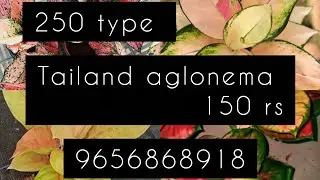 Super aglonema sale video#aglonema# plants# garden # muvattupuzha