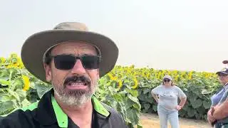 Taking a walk through Kadylack Farm Sunflower Walk. #sunflowers