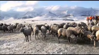 Alberta Bighorn Sheep To Nebraska