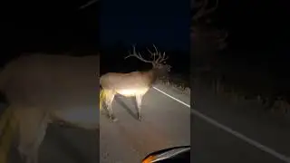 male sambhar deer calling #jimcorbettnationalpark #sambhardeer #lucky
