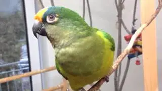 Goldstirnsittich / Peach-fronted conure / Jandaia coquinho