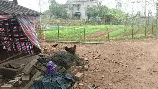 Rural chicken, duck, and goose farming in mountainous areas
