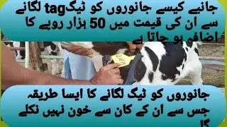 how to apply ear tags in cattle کان میں ٹیگ لگانے سے کیسے 50 ہزار قیمت بڑھ جاتی ہے