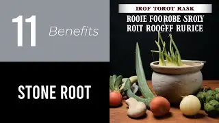 11 Wonders of Stone Root