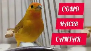 COMO HACER CANTAR A UN CANARIO CRIOLLO EN 9 MINUTOS 🤩 TU AVE SE VOLVERA LOCO 😱 A CANTAR 