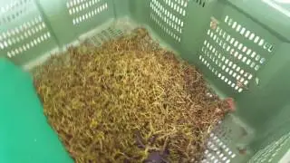 Sorting grapes at Villa Melnik Winery