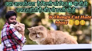 6 Things Cat Hate Most | 6Things you say To your cat actually hate (Stop Doing This)#cats #viral