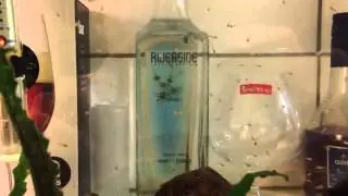 Archocentrus multispinosus eating brine shrimp