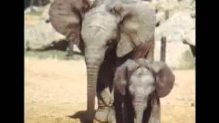 The history of Colchester Zoo