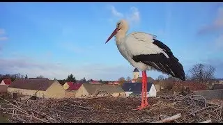 🔴 Livestream - Storchennest Fohrde - Nest 1 🐦 (White Stork, Bocian)