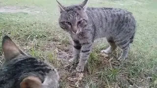 Intense Cat Fight Over a Female