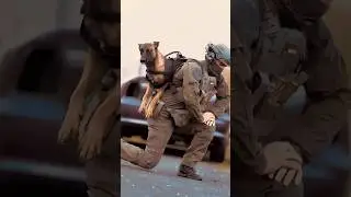 Belgian-K9 #malinois #dog #foryou #military #tacticalshooter #dogtraining #shorts #short