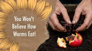 How Do Worms Eat Without Teeth? | Fascinating Worm Digestive System Explained! 🪱🌱