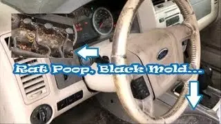 DISGUSTING MOLDY 2010 Ford Escape From Craigslist