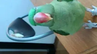 Psittacula Eupatria Nipalensis 20120202_012.mp4