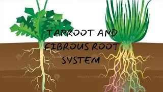 Taproot and fibrous root system explained 
