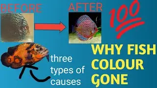 Why my Aquarium fish color Fade?|| How to Boost fish colors|| How to maintain fish colour and Growth