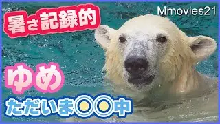 記録的暑さの旭山動物園ホッキョクグマはどう過ごす？ゆめに異変・ピリカのおねだり・授乳~Polar Bears at Asahiyama zoo