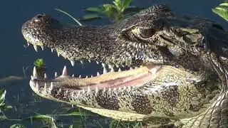 Argentina Corrientes Ibera Wetlands Boat trip - 3