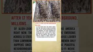 17-Year Cicada Invasion: America's Alien Insect Mystery |