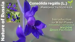 Cons&oacute;lida reg&aacute;lis🌱(Живокость Полевая) Nature of Russia - Природа России и прекрасные дикие Растения🌺