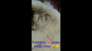 Сплю 