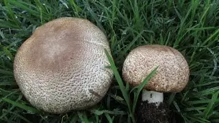 Australia's Tastiest Agaricus