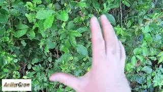 How To Attract Deer To Small Property | Antler Grow