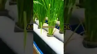 Growing Rice Without Soil! Hydroponic & Aquaponic Rice Cultivation Explained #Hydroponics #Aquaponic