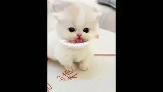 Kitten Sisters' Playful Adventures - Daily Fun with Cute Kittens!#CuteKittens  #FunnyKittens